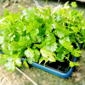 Coriander