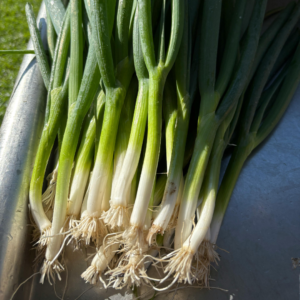 Spring Onion / Green Onion (Seasonal)