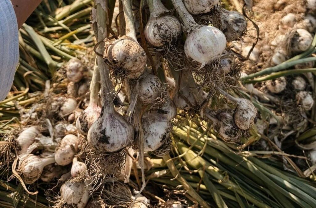 Alt: garlic container shipping problems India export