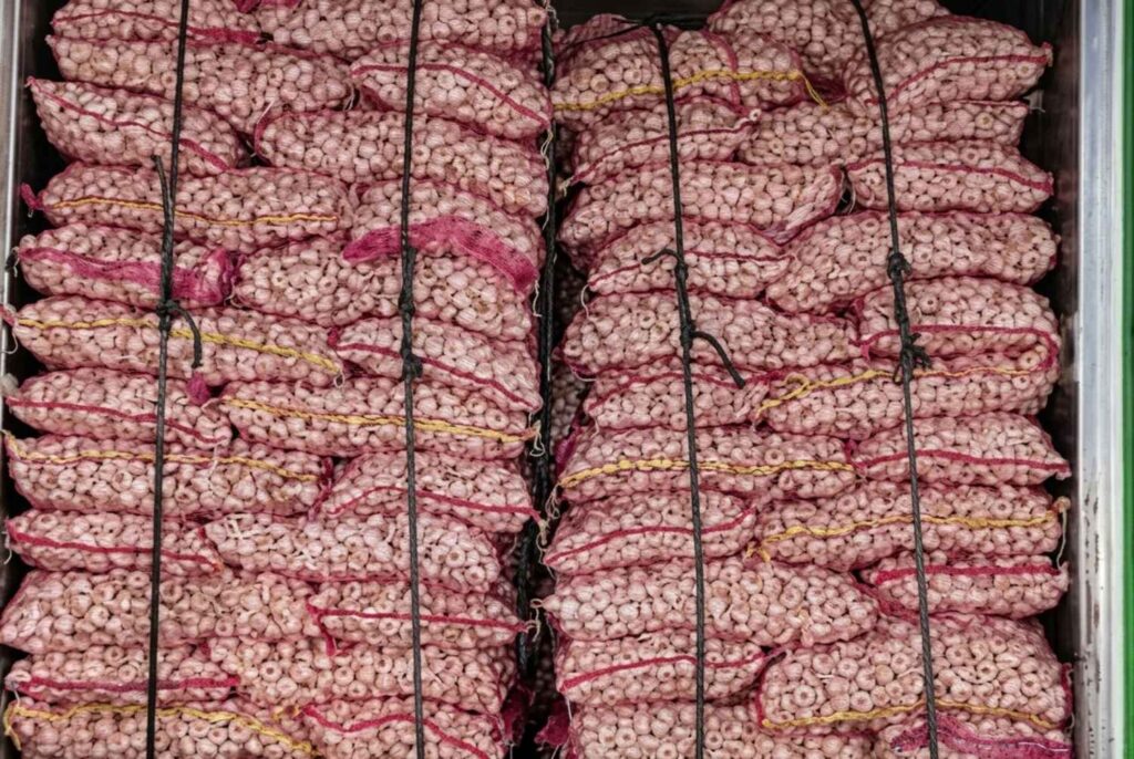 Alt: bulk garlic spoilage anaerobic rot ocean transit