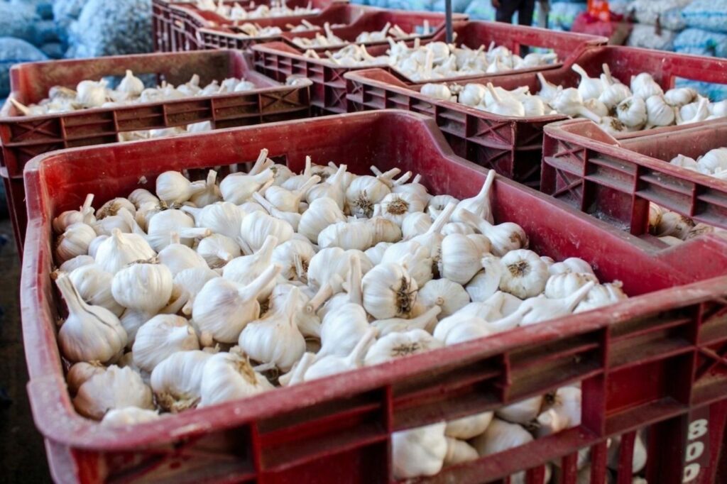 Alt: wholesale garlic supplier India cold chain