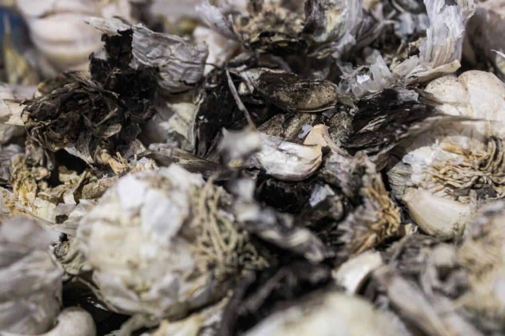 Alt: Aspergillus niger black mold garlic shipment